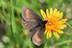 Erebia pharte