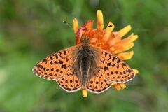 Boloria pales
