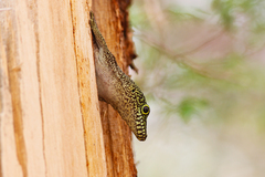 Phelsuma standingi