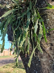 Epiphyllum phyllanthus