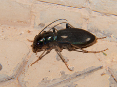 Megacephala asperata