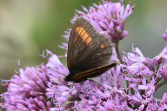 Erebia pharte