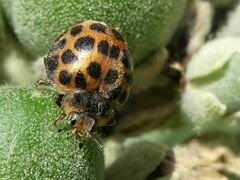 Henosepilachna vigintisexpunctata