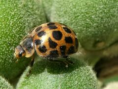 Henosepilachna vigintisexpunctata