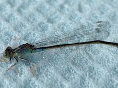 Ischnura elegans