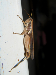 Phaeocatantops solitarius