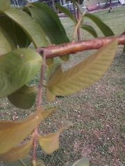 Psidium guajava