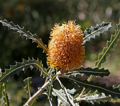 Banksia prionotes