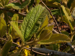 Triumfetta welwitschii