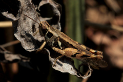 Catantops melanostictus