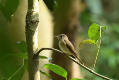 Muscicapa muttui