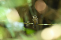 Muscicapa muttui