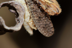 Catantops melanostictus