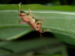 Stictogryllacris punctata