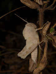 Abisares viridipennis