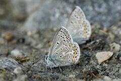Polyommatus eros