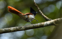 Terpsiphone paradisi