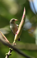 Dicaeum erythrorhynchos