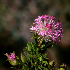 Pimelea ferruginea
