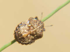 Bolbocoris inaequalis