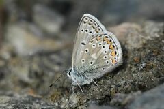 Polyommatus eros