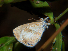 Lachnocnema bibulus