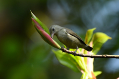 Dicaeum erythrorhynchos