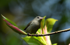 Dicaeum erythrorhynchos