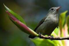 Dicaeum erythrorhynchos