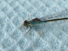 Ischnura elegans