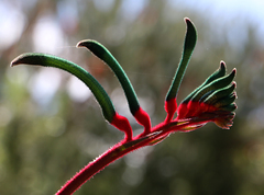 Anigozanthos manglesii