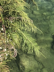 Pteris vittata