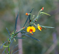 Bossiaea linophylla