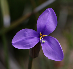 Patersonia occidentalis