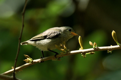 Dicaeum erythrorhynchos