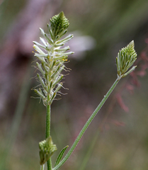 Ptilotus polystachyus