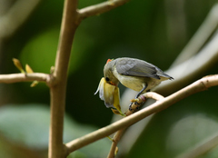 Dicaeum erythrorhynchos