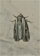 Anedhella rectiradiata