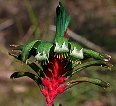 Anigozanthos manglesii