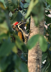 Dinopium benghalense