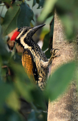 Dinopium benghalense