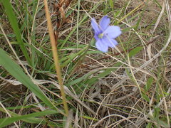 Aristea ensifolia