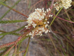Cuscuta appendiculata