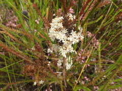 Cuscuta appendiculata
