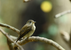 Muscicapa muttui