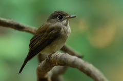 Muscicapa muttui