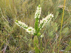 Erica densifolia