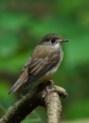 Muscicapa muttui