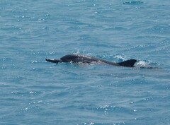 Stenella longirostris