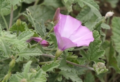 Convolvulus althaeoides